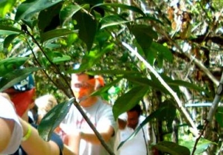 Senderismo por la selvas